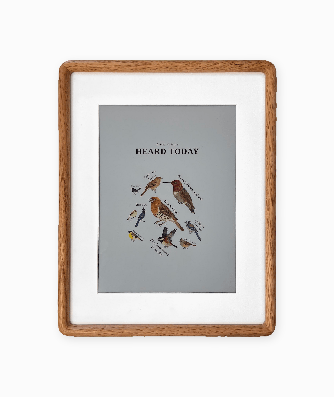 Avian Visitors